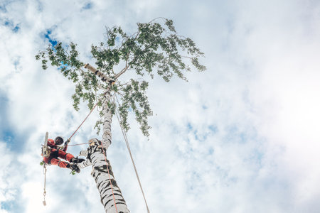 Arborist man cutting a branches with chainsaw and throw on a ground. The worker with helmet working at height on the trees. Lumberjack working with chainsaw during a nice sunny day.の写真素材