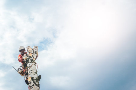Arborist man cutting a branches with chainsaw and throw on a ground. The worker with helmet working at height on the trees. Lumberjack working with chainsaw during a nice sunny day.の写真素材