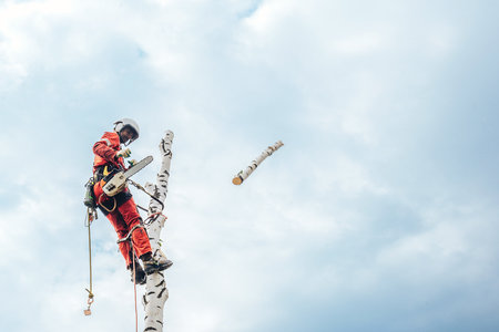 Arborist man cutting a branches with chainsaw and throw on a ground. The worker with helmet working at height on the trees. Lumberjack working with chainsaw during a nice sunny day.の写真素材
