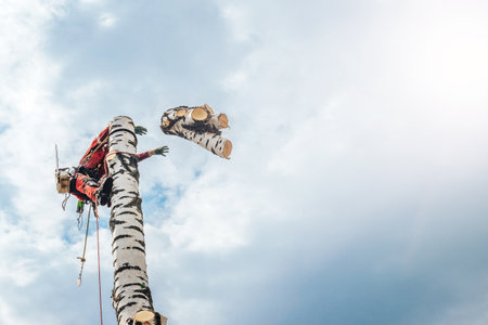 Arborist man cutting a branches with chainsaw and throw on a ground. The worker with helmet working at height on the trees. Lumberjack working with chainsaw during a nice sunny day.の写真素材