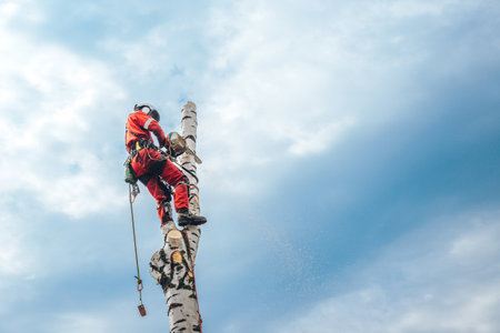 Arborist man cutting a branches with chainsaw and throw on a ground. The worker with helmet working at height on the trees. Lumberjack working with chainsaw during a nice sunny day.の写真素材