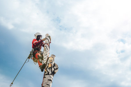 Arborist man cutting a branches with chainsaw and throw on a ground. The worker with helmet working at height on the trees. Lumberjack working with chainsaw during a nice sunny day.の写真素材