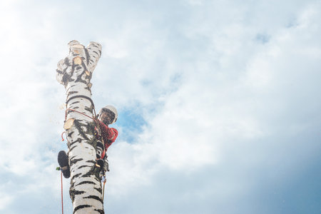 Arborist man cutting a branches with chainsaw and throw on a ground. The worker with helmet working at height on the trees. Lumberjack working with chainsaw during a nice sunny day.の写真素材