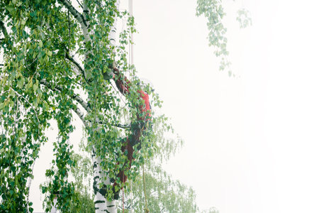 Arborist cuts branches on a tree with a chainsaw, secured with safety ropes.の写真素材