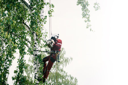 Arborist cuts branches on a tree with a chainsaw, secured with safety ropes.の写真素材