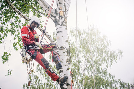 Arborist cuts branches on a tree with a chainsaw, secured with safety ropes.の写真素材