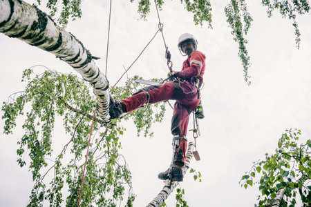 Arborist cuts branches on a tree with a chainsaw, walks on branches secured with safety ropes.の写真素材