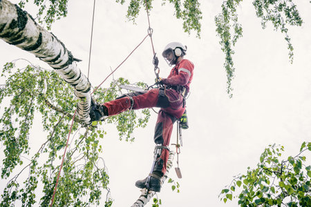 Arborist cuts branches on a tree with a chainsaw, walks on branches secured with safety ropes.の写真素材