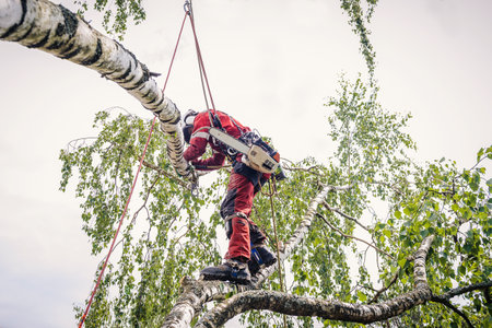 Arborist cuts branches on a tree with a chainsaw, suspended on a cable.の写真素材