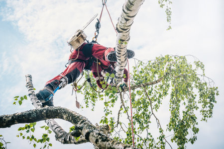 Arborist cuts branches on a tree with a chainsaw, walks on branches secured with safety ropes.の写真素材
