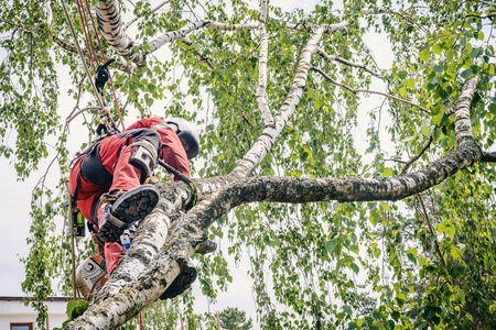 Arborist cuts branches on a tree with a chainsaw, suspended on a cable.の写真素材