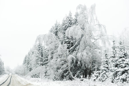 A snow-covered road through a snow-white forest covered with snow on a frosty day.の写真素材