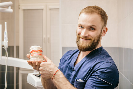 A young dentist holds a mock-up of a jaw. The establishment of a prosthesis of the jaw.の写真素材