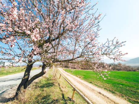 Blooming peach trees on a sunny day outside the city.の写真素材