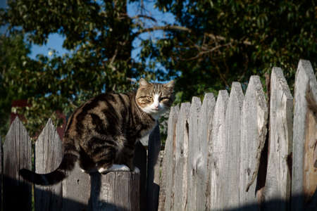 the cat sitting on the fenceの写真素材