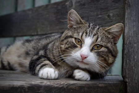 the cat is lying on the benchの写真素材