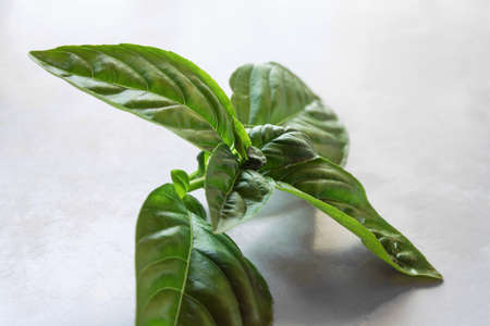 There is fresh Basil on the tableの写真素材