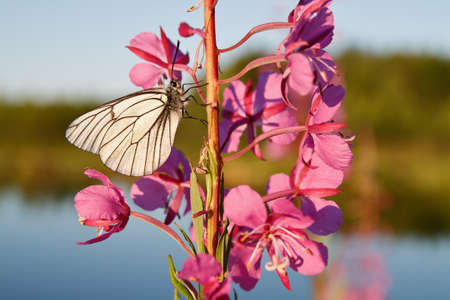 butterfly on a flower fireweedの写真素材