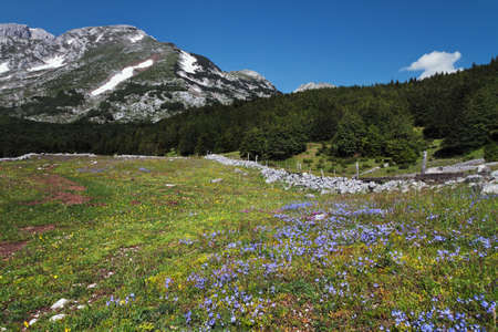 flower glade and mountains in the backgroundの写真素材