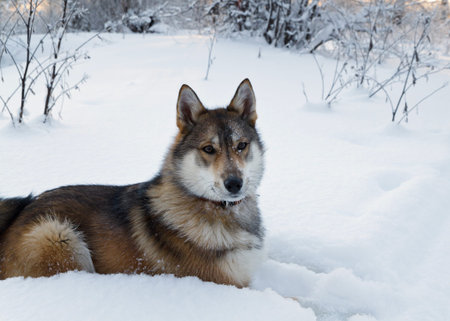 Dog lying in the snow