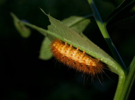 little fluffy caterpillar crawling on a leaf
