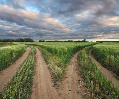 fork in a rural road in fieldの写真素材