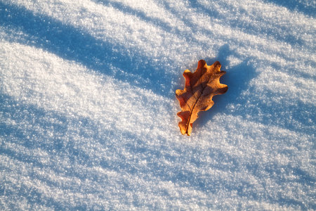 Oak leaf illuminated by the sun is in the snowの写真素材