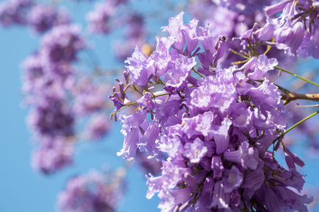 Lilac flowers on blue sky background close up