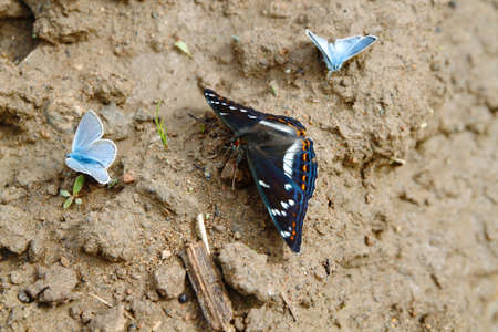 One big and two little butterflies sitting on the groundの写真素材