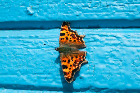orange butterfly sitting on a blue backgroundの写真素材