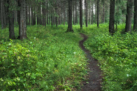 path in the woodsの写真素材