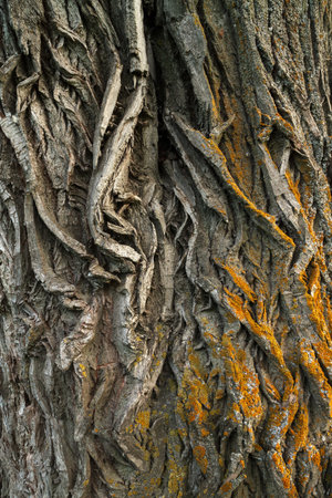 tree bark covered with moss closeup