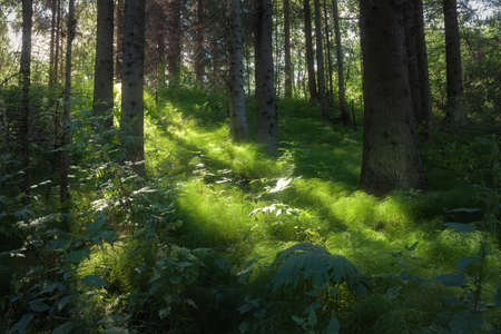 horsetail in the forest illuminated by the sunlightの写真素材