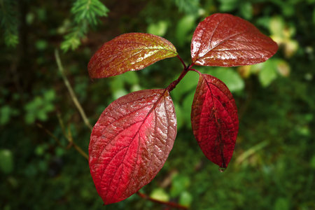 branch with red leaves on green backgroundの写真素材