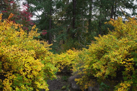 bright yellow bushes in the autumn parkの写真素材