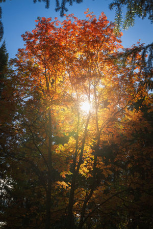 sun shines through the rowan tree an autumn day