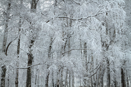 trees covered with snow in winter parkの写真素材
