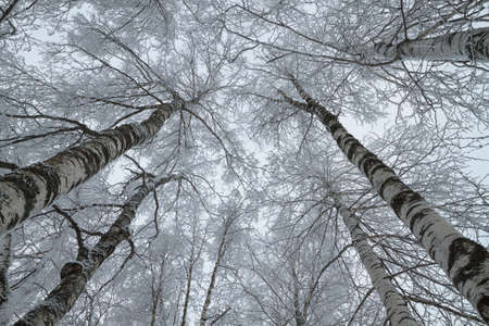 trees covered with snow in winter forestの写真素材