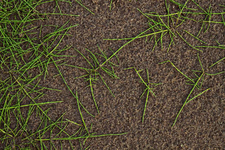 horsetail on sand closeupの写真素材