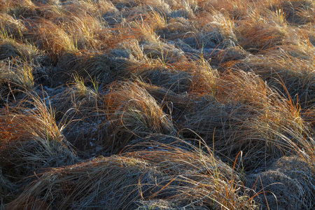 autumn grass in frost illuminated by the sun closeup