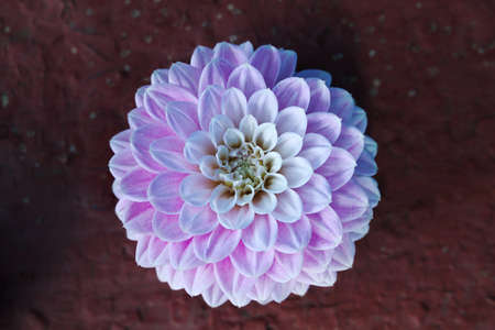 pink and white dahlia closeupの写真素材