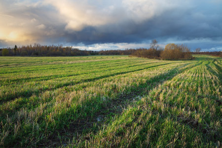mown field at sunsetの写真素材