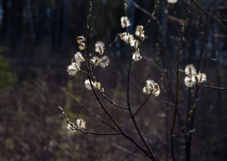 Early spring, willow buds blossomed