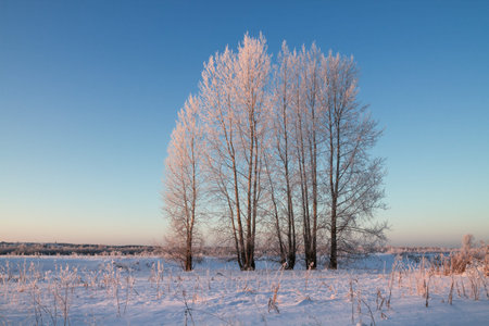 small poplar grove frosty winter evening