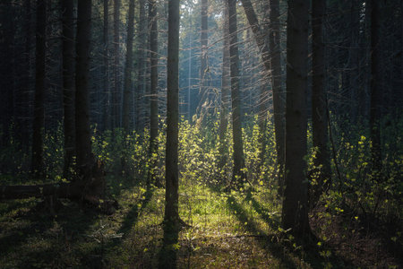 sunlight shines through the trees