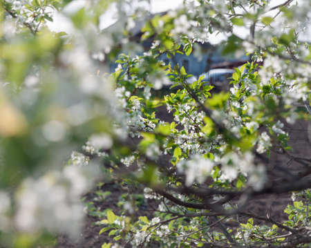 blooming bunches of plum closeupの写真素材