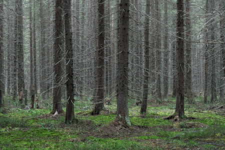 coniferous forest in spring close-upの写真素材