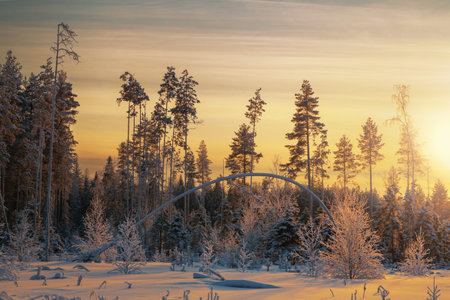 winter coniferous forest covered with snow in evening