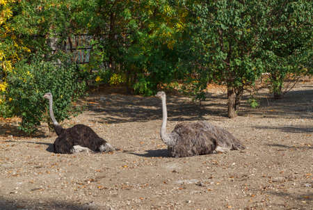 two ostrich resting on the groundの写真素材