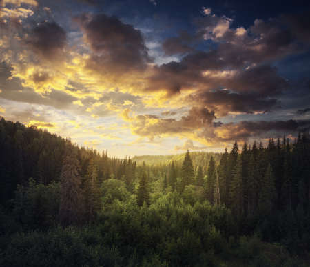 beautiful sunset above the forestの写真素材